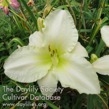 Daylily Mont Blanc Special